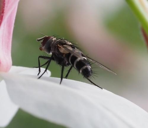 Clausicella sp.